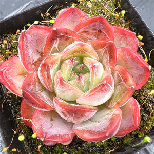 Echeveria Shadow Rose