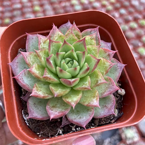 Echeveria Small Conch