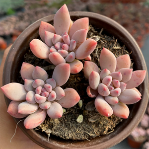 Echeveria Spica