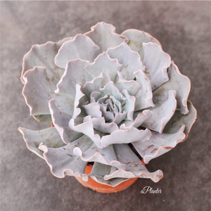 Echeveria Swan Lake