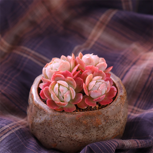 Echeveria Twin Berry Cluster