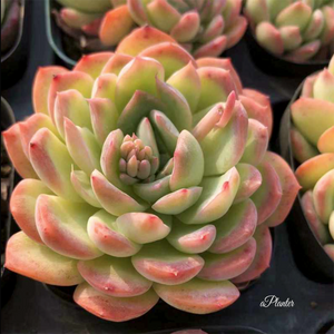 Echeveria Water Lily