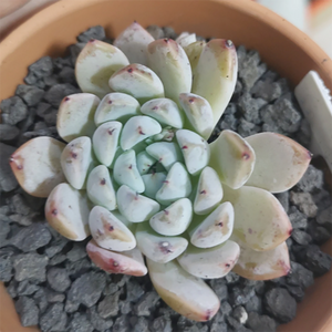 Echeveria White Whale