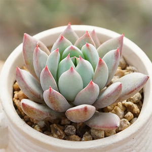 Echeveria Yeomiwol