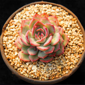 Echeveria Aiglia