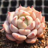 Echeveria Alienor