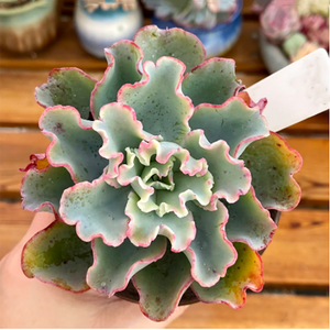 Echeveria Aquarius