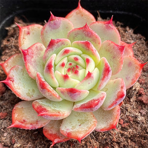 Echeveria Begonia