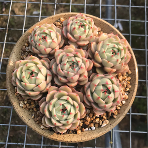 Echeveria Ben Badis Cluster