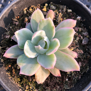 Echeveria Berkeley Variegata