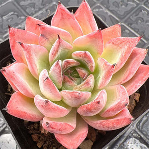 Echeveria Black Swan