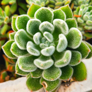 Echeveria Bombycina