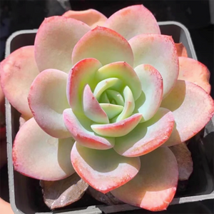 Echeveria Brink's Blue