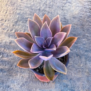 Echeveria Brown Sugar