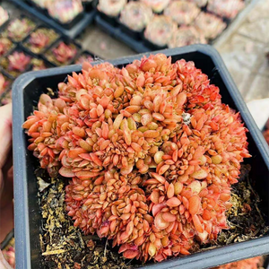 Echeveria 'Candy' Cristata