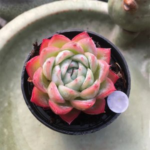 Echeveria Caribbean Blue