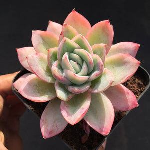 Echeveria Cherry blossoms