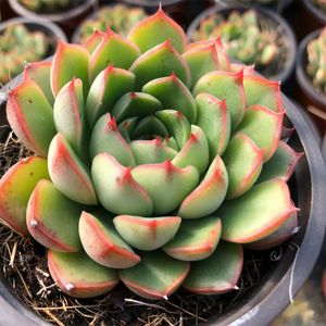 Echeveria Cimette