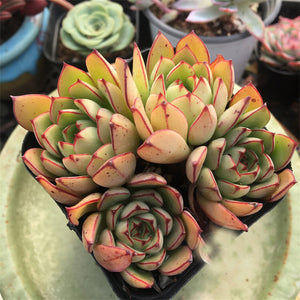 Echeveria Cinderella