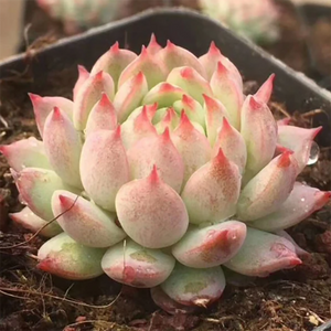 Echeveria Concert