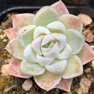 Echeveria Cream rose