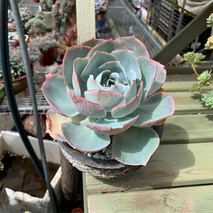 Echeveria Da Vinci Code