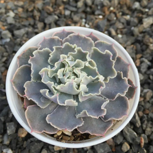 Echeveria Desert Star