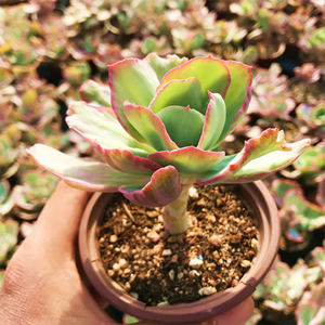 Echeveria Flying Cloud Variegated