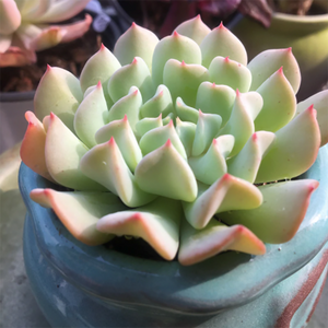 Echeveria Fly to Teenage