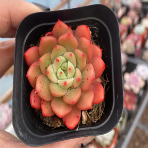 Echeveria Green Apple