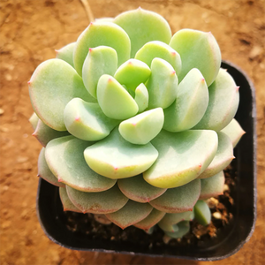 Echeveria Gungekkan