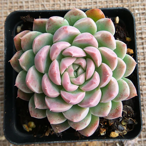 Echeveria Iria