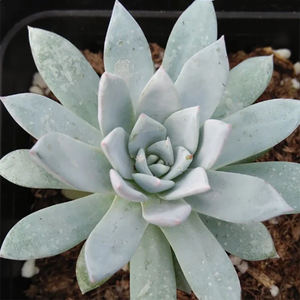 Echeveria Ivory Lotus