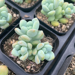 Echeveria Jade Ruyi