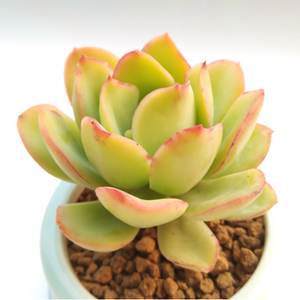 Echeveria Lawrence