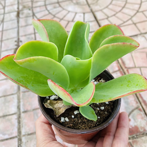 Echeveria Lemon Prince