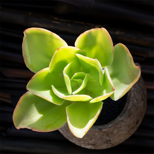 Echeveria Lemon Twist