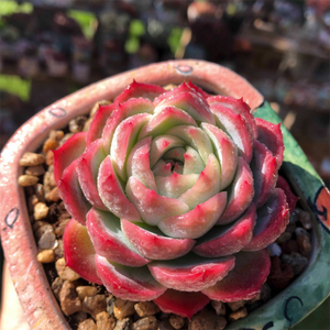 Echeveria Lonely star