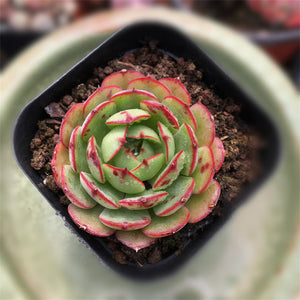 Echeveria Love Fire