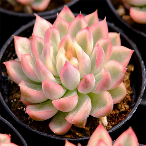 Echeveria 'Mebina' Variegata