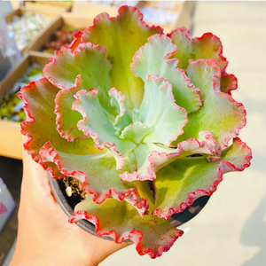 Echeveria Meridian