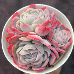 Echeveria Mexican Rose