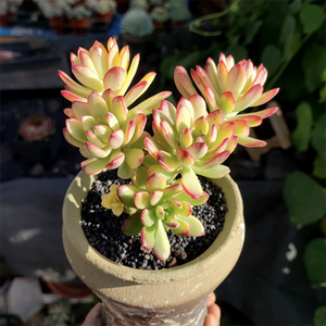 Echeveria 'Minibelle' Variegata