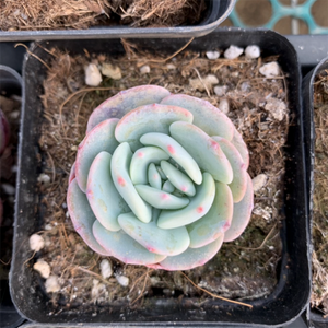 Echeveria Mont Blanc