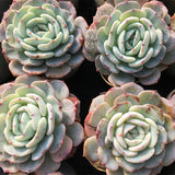 Echeveria Mont Blanc