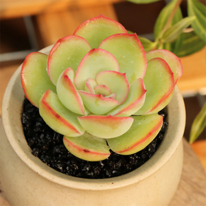 Echeveria Morning Dew