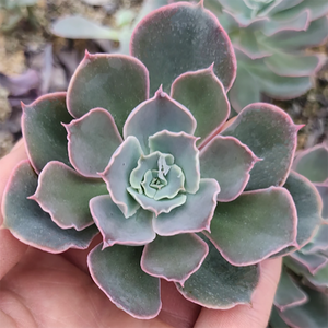 Echeveria Morning Light