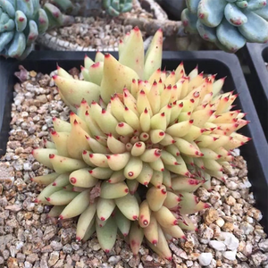 Echeveria Orcinus Orca/ Golden Maria