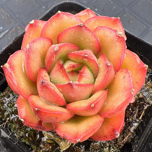 Echeveria Peach Blossom