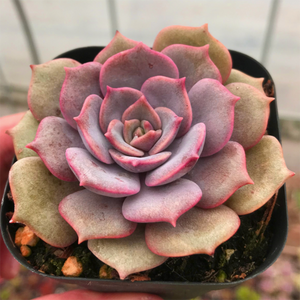 Echeveria Pink butterfly